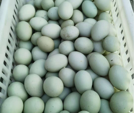 5斤一只包邮 新鲜散养鸭笨鸭土鸭水养鸭麻鸭老鸭整全鸭