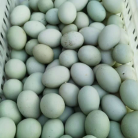 5斤一只包邮 新鲜散养鸭笨鸭土鸭水养鸭麻鸭老鸭整全鸭