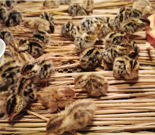 安徽农村散养土鸡 五谷喂养农村土鸡 皖南土鸡 顺丰包邮