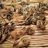 安徽农村散养土鸡 五谷喂养农村土鸡 皖南土鸡 顺丰包邮