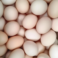 土鸡蛋现捡山林散养现发新鲜纯杂粮喂养生农场直供30个装