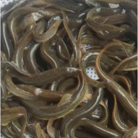 泥鳅大量现货当天下单发货鲜活泥鳅全国包邮