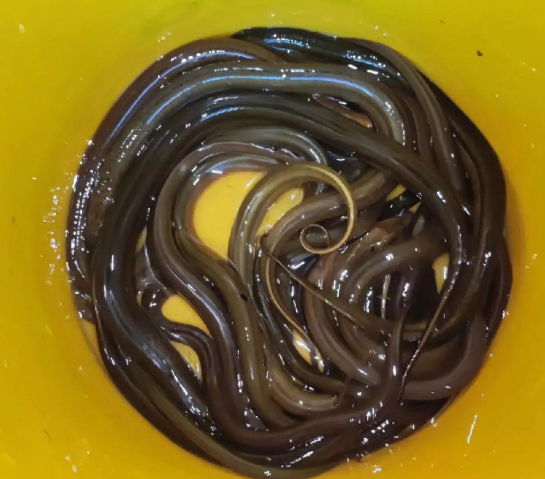 黄鳝汈汊湖大黄鳝鳝鱼鲜美长鳝鱼滋补鳝丝生态淡水鱼氧包发货包活