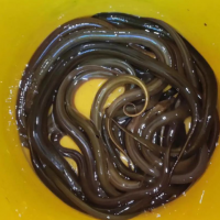 黄鳝汈汊湖大黄鳝鳝鱼鲜美长鳝鱼滋补鳝丝生态淡水鱼氧包发货包活