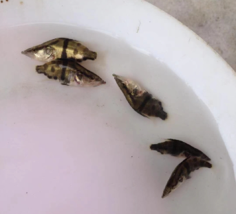 鳜鱼（母猪壳）