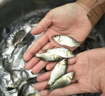 鲫鱼苗 保证规格整齐、无病毒、皮毛好、水车送货