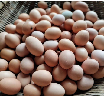 粉壳蛋鸡苗 青脚高产土蛋鸡苗，高产土鸡