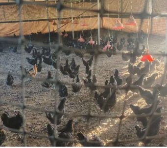 五黑鸡纯玉米养殖11个月2斤半到3斤多