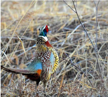 孔雀蓝山鸡活体，七彩山鸡一对起批包邮活送到家