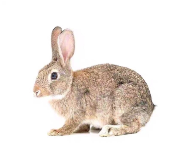 比利时肉兔活体杂交肉兔新西兰大白兔肉兔 种兔苗