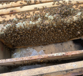 中华蜜蜂 中蜂一箱蜂3脾,保证蜂足无病,繁殖快