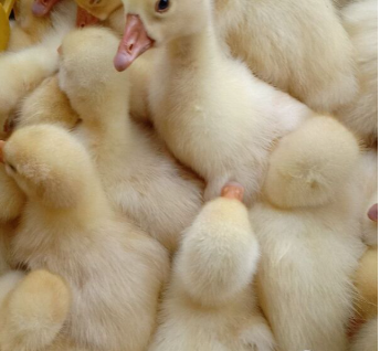 四川白鹅苗，成活率高，小苗个体均匀。可提供养殖技术