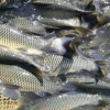优质草鱼及各种鱼，规格齐全，保值保量