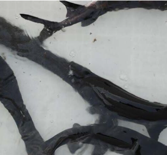 基地直供优质鸭嘴鱼苗 规格齐全 供货上门