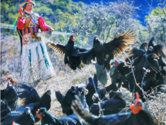 答好五问促增收丨迪庆林下养殖产业成效显著 成群众增收新亮点